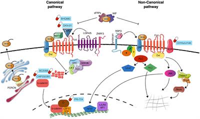 WNT Signaling in Hematological Malignancies